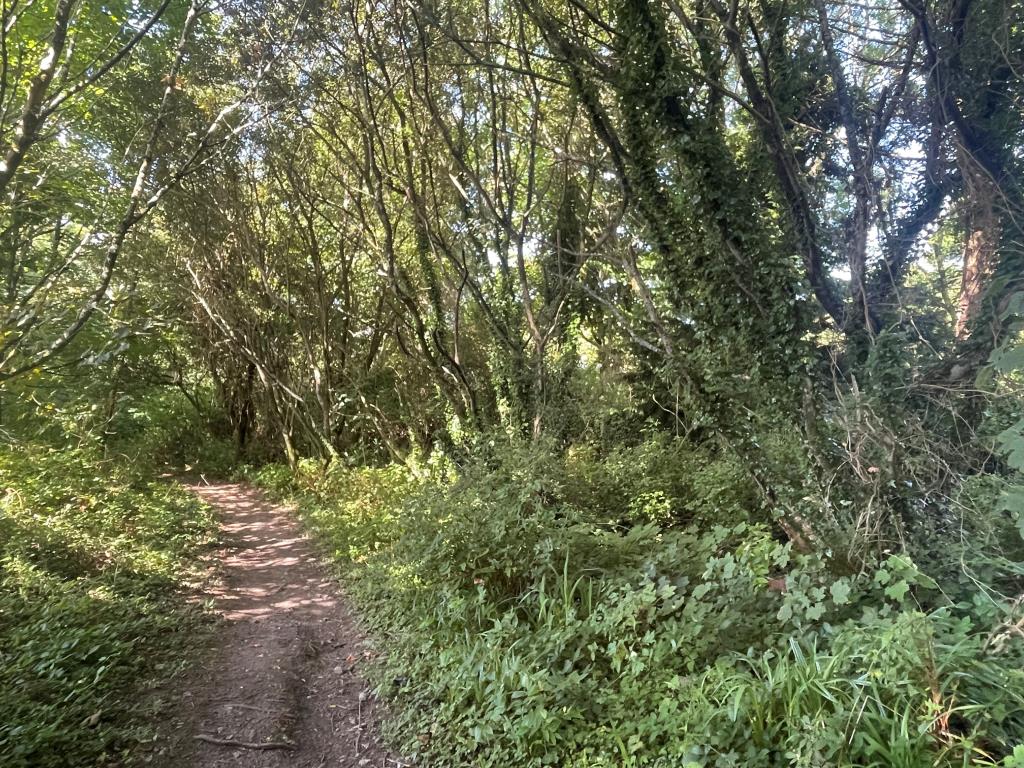 Lot: 117 - FREEHOLD LAND - Woodland with footpath from further angle